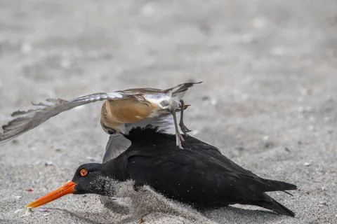 Dotrell attachking a variable oyster catcher Stock Photos