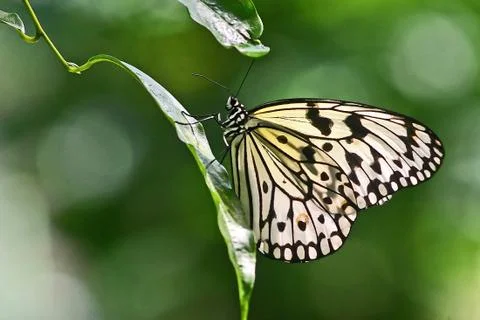 Dotted Butterfly Stock Photos