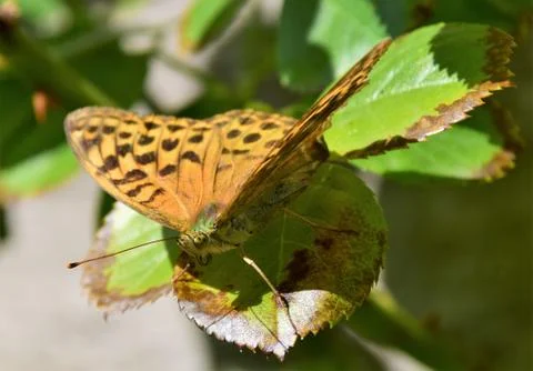 Dotted orange butterfly on a leaf Stock Photos
