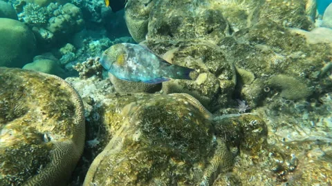 Dotted Parrotfish Among Marine Life Sea Creatures in Coral Reef Stockbeeldmateriaal 274150341