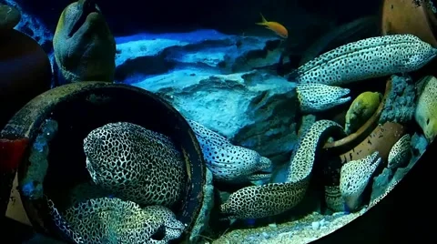 Dotted pattern Moray eels Stock Footage 48918744
