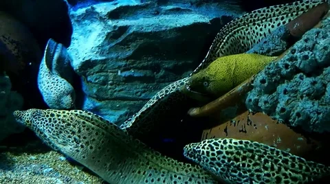 Dotted pattern Moray eels Stock Footage 48918866