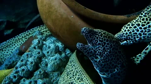 Dotted pattern Moray eels Stock Footage 48919280