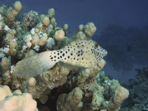 A dotted script filefish (Aluterus scriptus) swims over bright corals in a blue Stock-Fotos