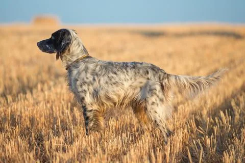 Dotted Setter Stock Photos