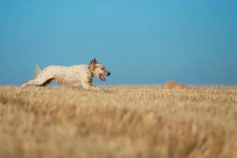 Dotted Setter Stock Photos