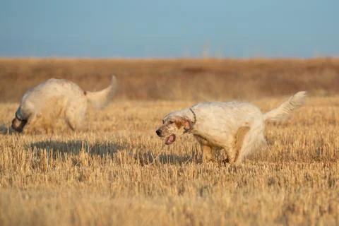 Dotted Setter Stock Photos