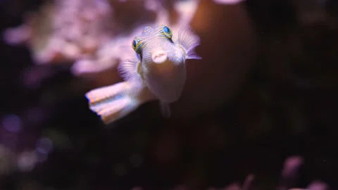 A dotted trunkfish  Stock Footage 239580335