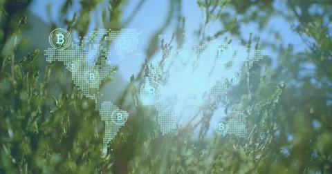 Dotted world map graphic with Bitcoin icons displaying over dense sunlit green Fotos Stock