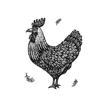 Dotwork Chicken Rooster Stock Illustration