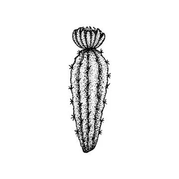 Dotwork Flower Cactus Stock Illustration