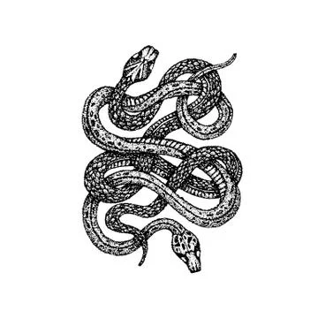 Dotwork Two Snakes Stock Illustration