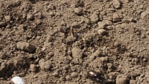 Double beetles run in the ground Stock Footage 301808253