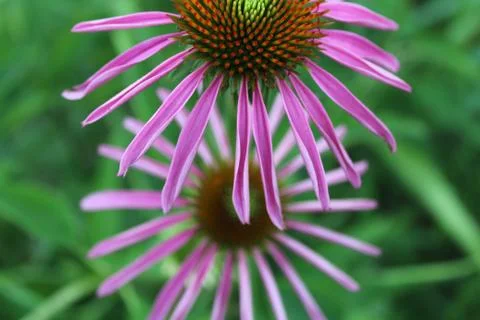 Double bloom Foto stock