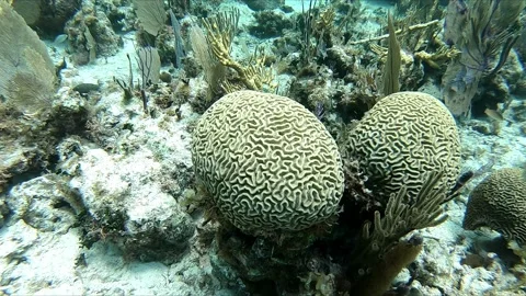 Double Brain Coral Stock Footage 167840921