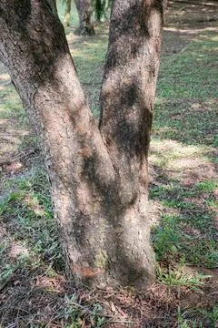 Double Branching Tree Trunk with Natural Shadows Stock Photos