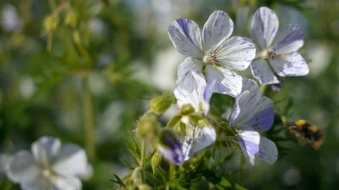 Double Bumble - Pair of Busy Bees Stockbeeldmateriaal 99245898