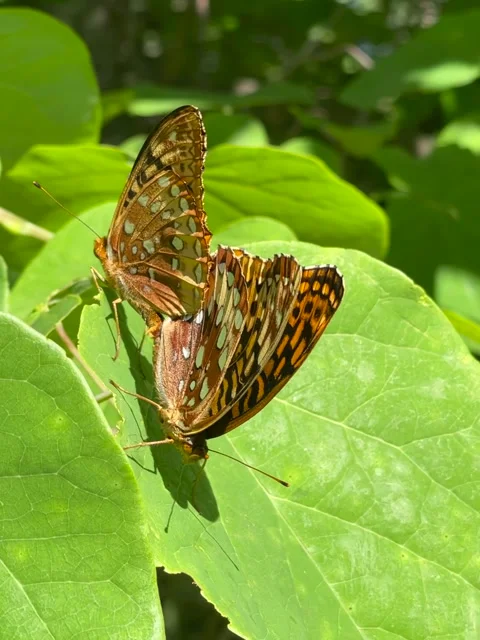 Double butterfly Stock Footage 202083318