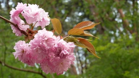 Double cherry blossom: 스톡 동영상 80149961