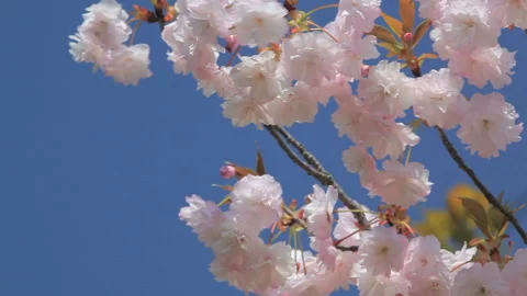 Double Cherry Blossoms Stock-Footage 327553847