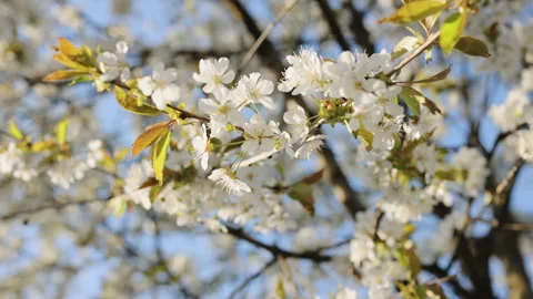 Double cherry blossoms in full bloom. Cherry blossom branches with soft white Stockbeeldmateriaal 333593400