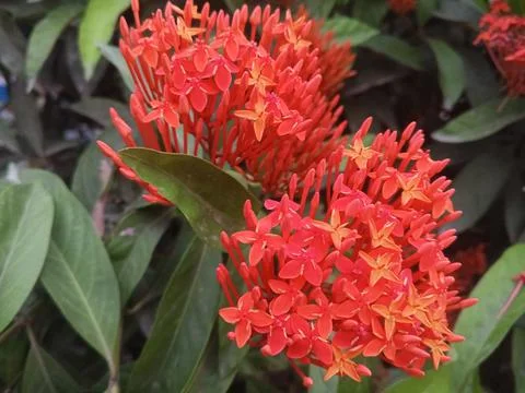 Double Cluster Red Ixora Coccinea Flowers With Green Leaves Tropical Marco Stock Photos