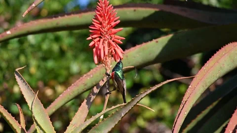 Double collared sunbird Stock Footage 339144160