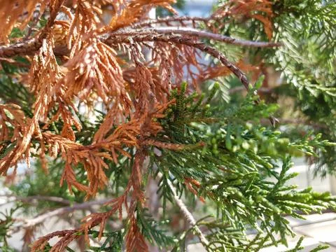 Double color small tree Stock Photos