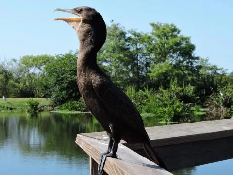 Double-crested Comorant Stock Photos