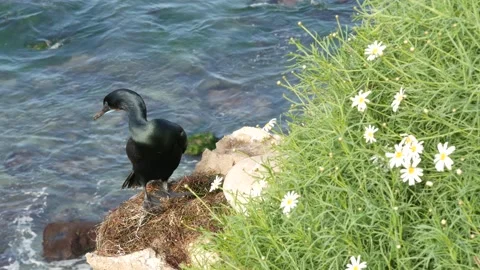 Double-crested Cormorant After Fishing in Greenery. Sea Bird with