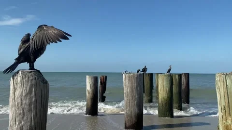 Double Crested Cormorant on a Beach Naples Florida Stock Footage 228978851