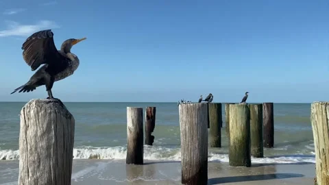 Double Crested Cormorant on a Beach Naples Florida Stock Footage 228979176