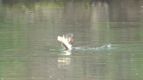 Double-crested Cormorant Bird  Capture Carrying Shaking Very Large Fish Prey Video stock 133286393