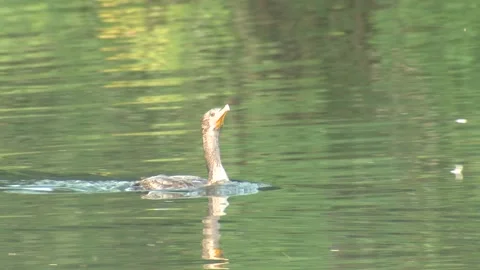 Double-crested Cormorant Bird Choking on String Fishing Line or Wire in Mouth Stock Footage 133286473
