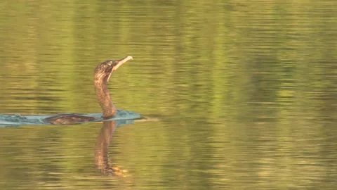 Double-crested Cormorant Bird Choking on String Fishing Line Wire Accident Stock Footage 133286505