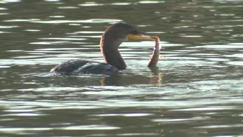 Double-crested Cormorant Bird Predator  Carrying Shaking Playing with Fish Prey Video stock 133195524