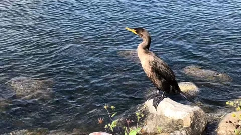 Double-crested Cormorant bird preening on a sunny rock Stock Footage 118758214