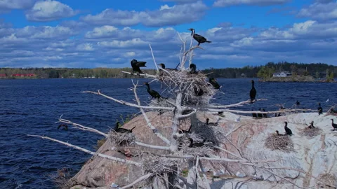 Double crested cormorant birds nesting on the rocky island at Stony Lake. B.. Vídeos de archivo 338298202