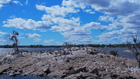 Double crested cormorant birds nesting on the rocky island along with seagu.. Stock Footage 338298209