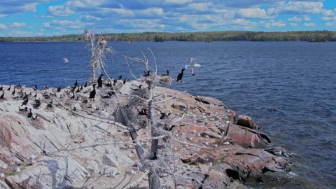 Double crested cormorant birds nesting on the rocky island at Stony Lake. B.. Stock-Footage 338298551