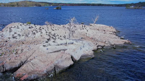 Double crested cormorant birds nesting on the rocky island at Stony Lake. B.. Stock Footage 338298607