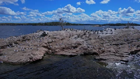 Double crested cormorant birds nesting on the rocky island along with seagu.. Stock Footage 338298619