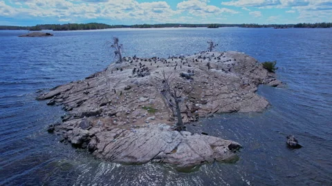 Double crested cormorant birds nesting on the rocky island along with seagu.. Vídeos de archivo 338298628
