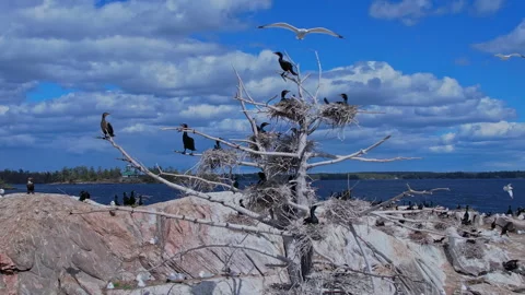 Double crested cormorant birds nesting on the rocky island at Stony Lake. B.. Stock Footage 338298649
