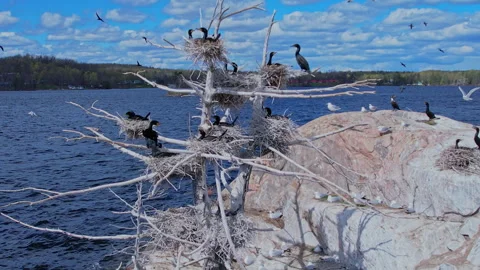 Double crested cormorant birds nesting on the rocky island along with seagu.. Stock Footage 338298728
