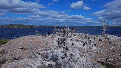 Double crested cormorant birds nesting on the rocky island along with seagu.. Stock Footage 338298783