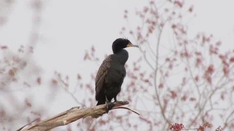 Double-crested Cormorant with bokeh with red buds 스톡 동영상 98348778
