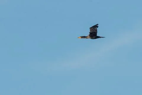 Double-crested Cormorant with catch light Stock Photos
