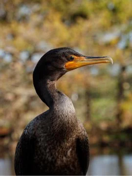Double-crested Cormorant Close-up Stock Photos