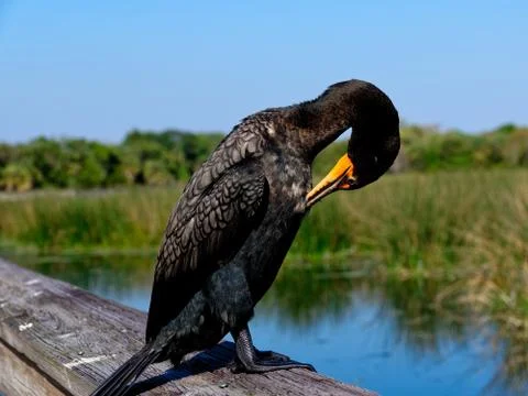 Double-crested Cormorant Close-up Foto stock